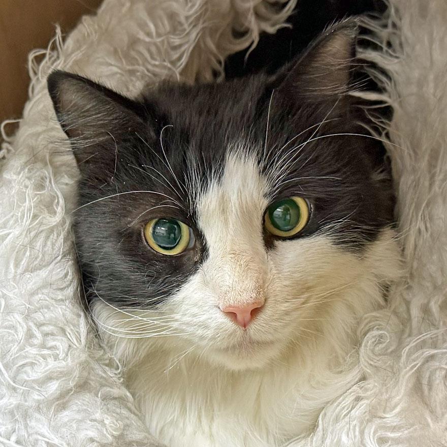 Archie, a ADOPTABLE Domestic Long Hair in E Falmouth, MA image 1/4