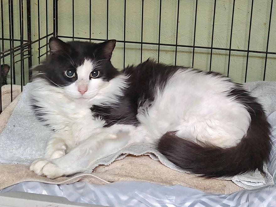 Archie, a ADOPTABLE Domestic Long Hair in E Falmouth, MA image 3/4