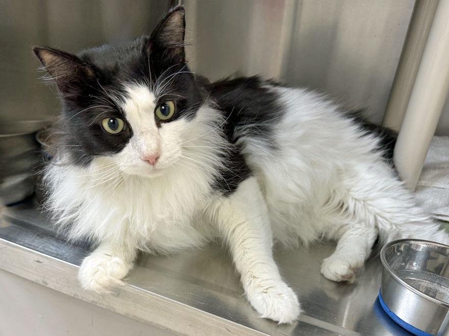 Archie, a ADOPTABLE Domestic Long Hair in E Falmouth, MA image 4/4