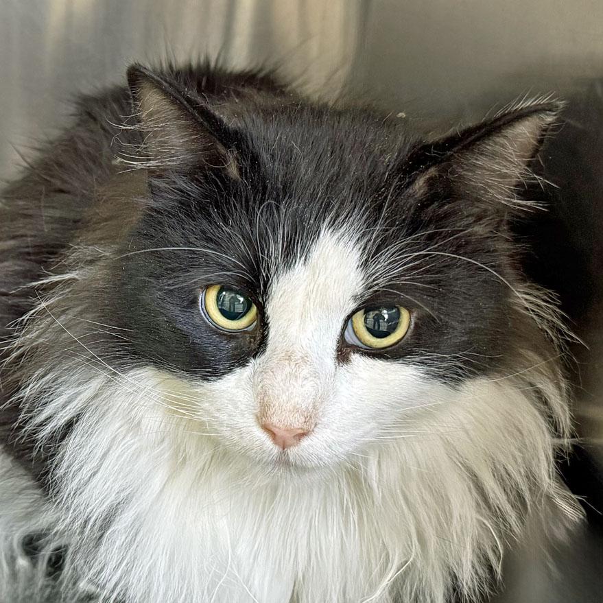 Archie, a ADOPTABLE Domestic Long Hair in E Falmouth, MA image 2/4