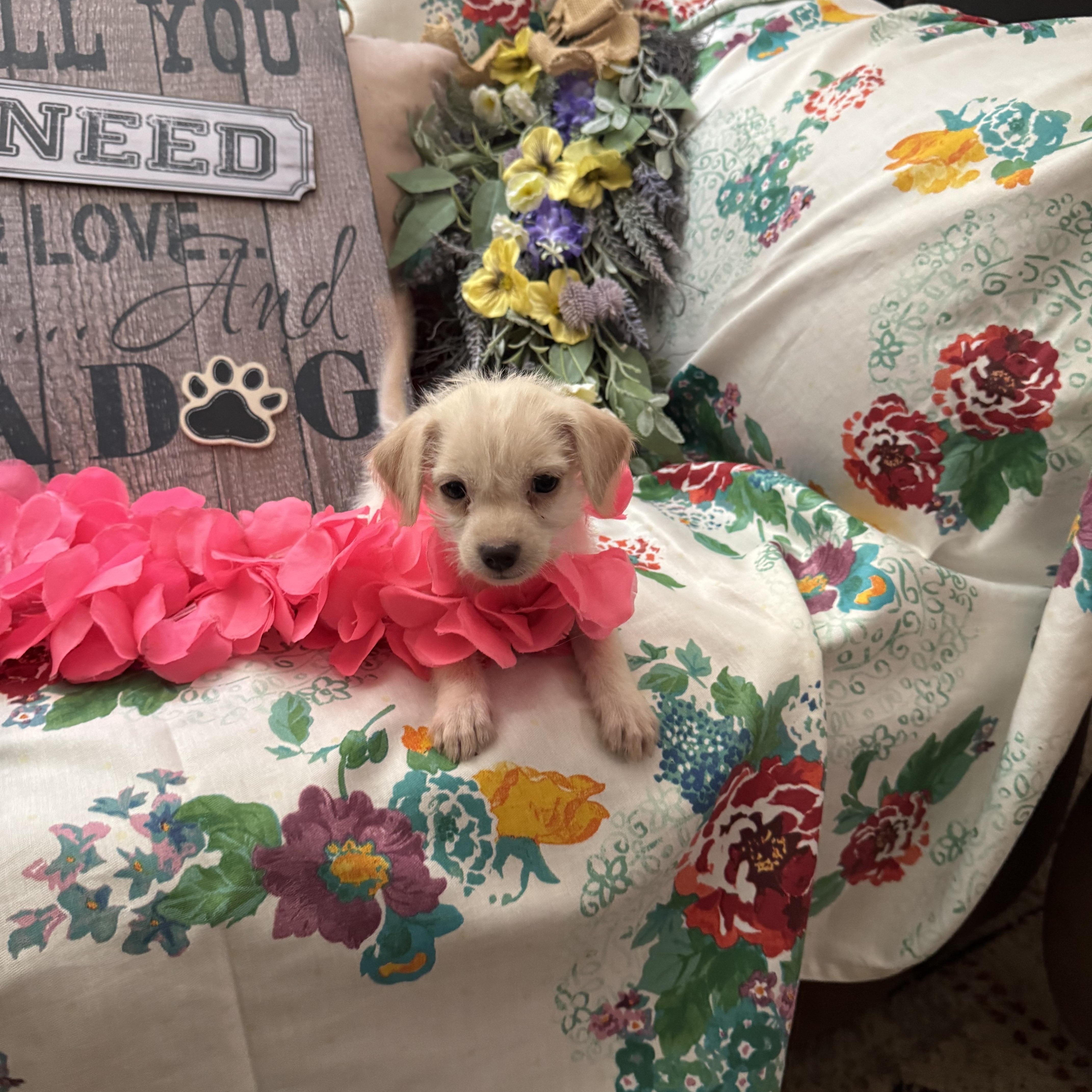 Oredna, an adoptable Maltipoo, Spaniel in Lacey, WA, 98503 | Photo Image 2