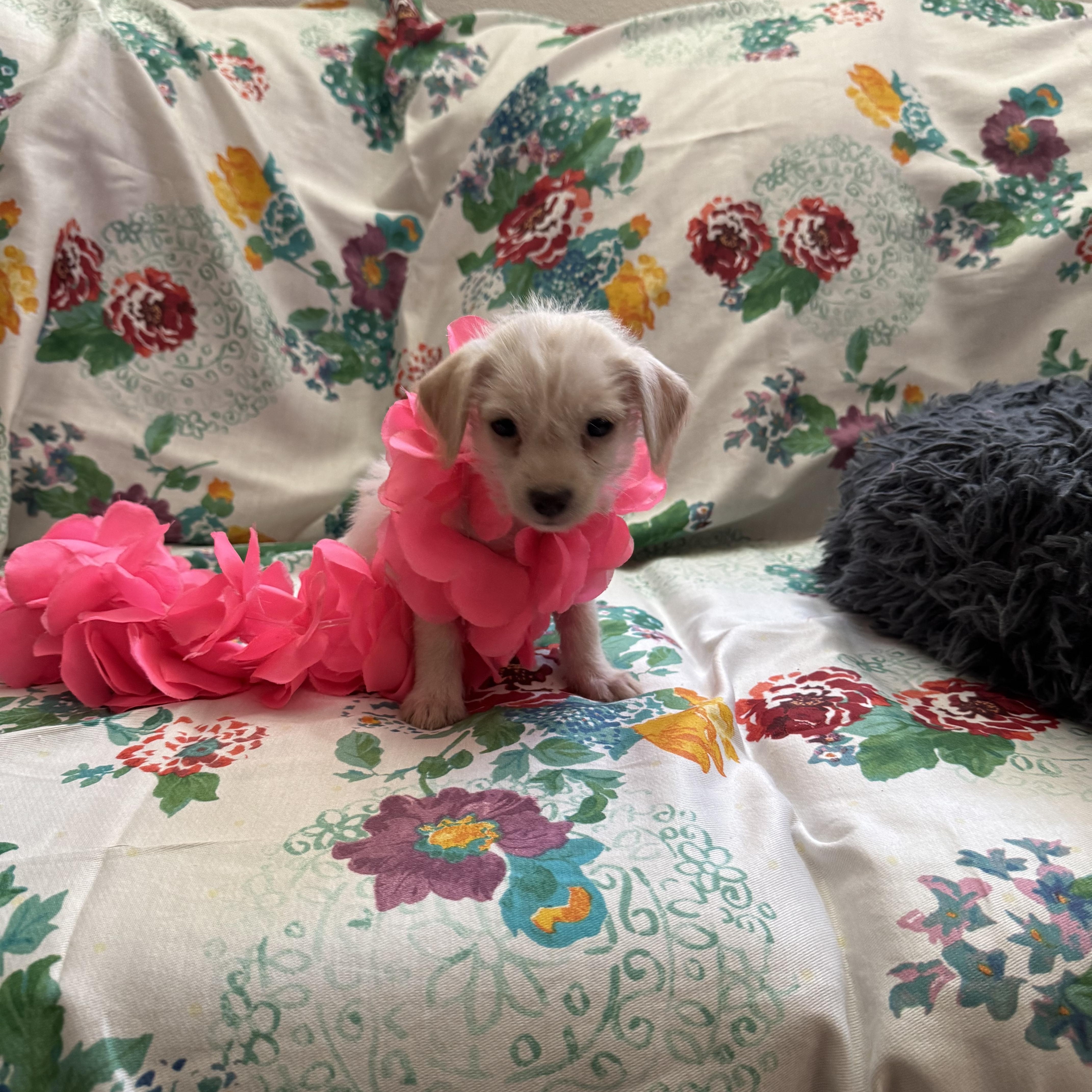 Oredna, an adoptable Maltipoo, Spaniel in Lacey, WA, 98503 | Photo Image 1