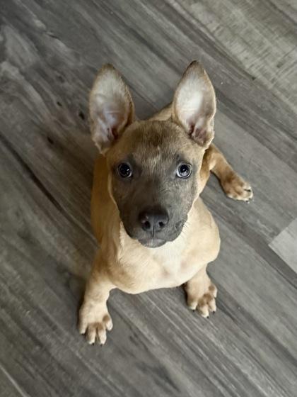 Enlarge Lisa, a Adoptable mixed breed in Picayune, MS image 1/3