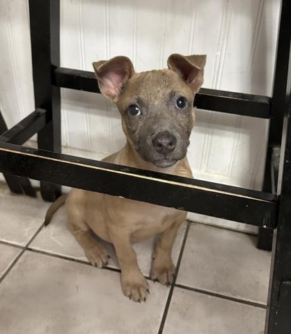 Enlarge Lisa, a Adoptable mixed breed in Picayune, MS image 2/3