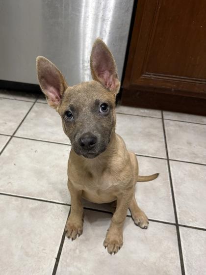 Enlarge Lisa, a Adoptable mixed breed in Picayune, MS image 3/3