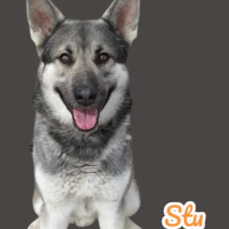 Stu, Adoptable, Adult Male German Shepherd Dog.