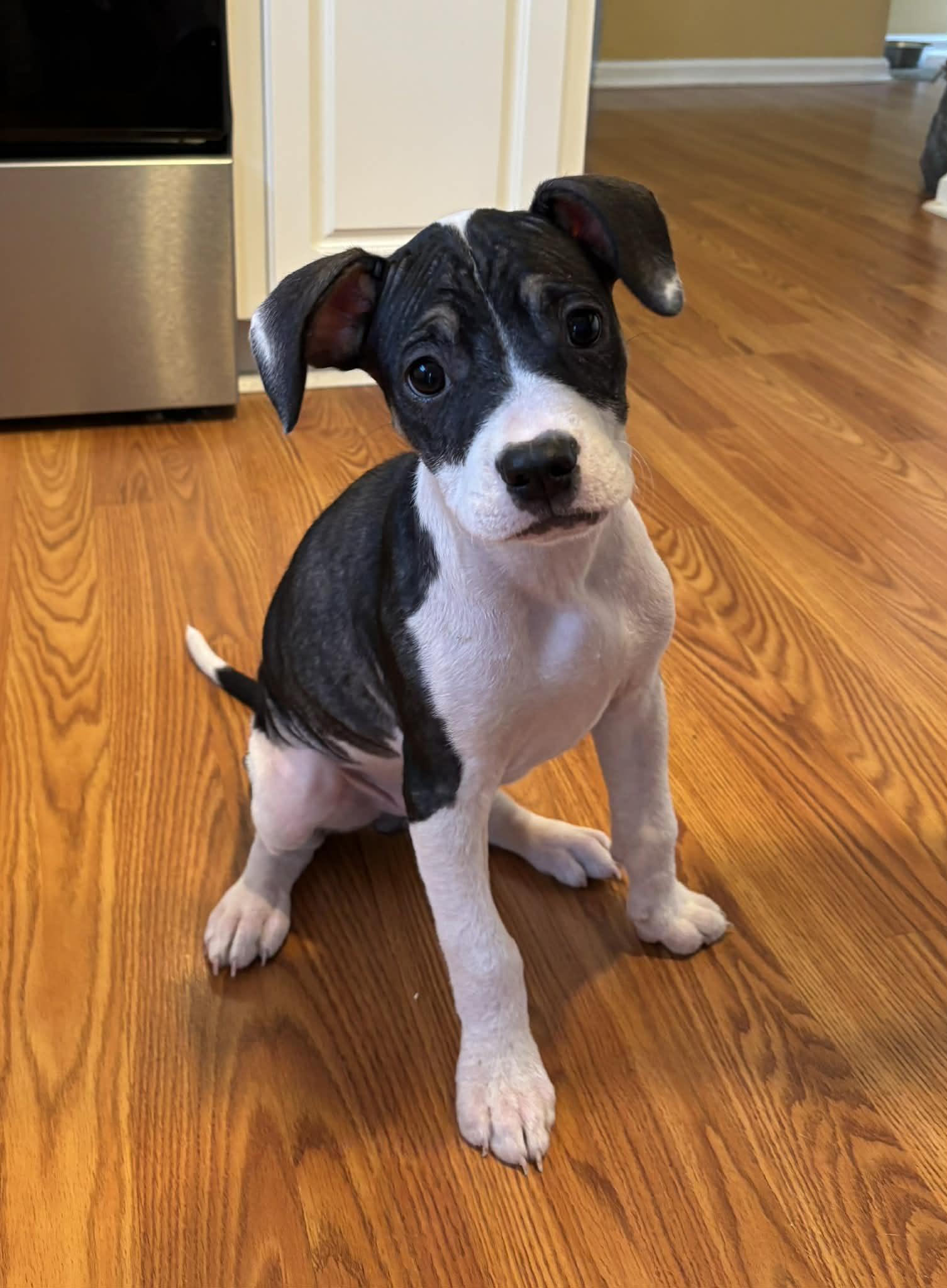 Sundew, Adoptable, Puppy Male Labrador Retriever & Hound.