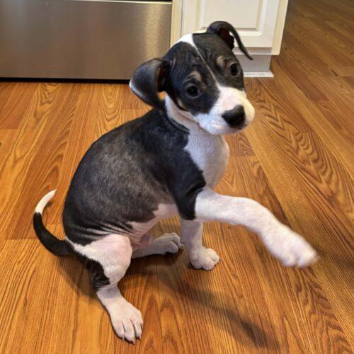 Enlarge Sundew, a Adoptable mixed breed in Sanford, NC image 2/2