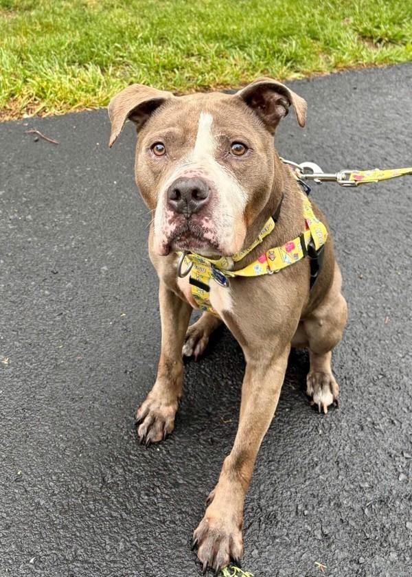 Lorelei (in Foster), Adoptable, Adult Female Pit Bull Terrier.