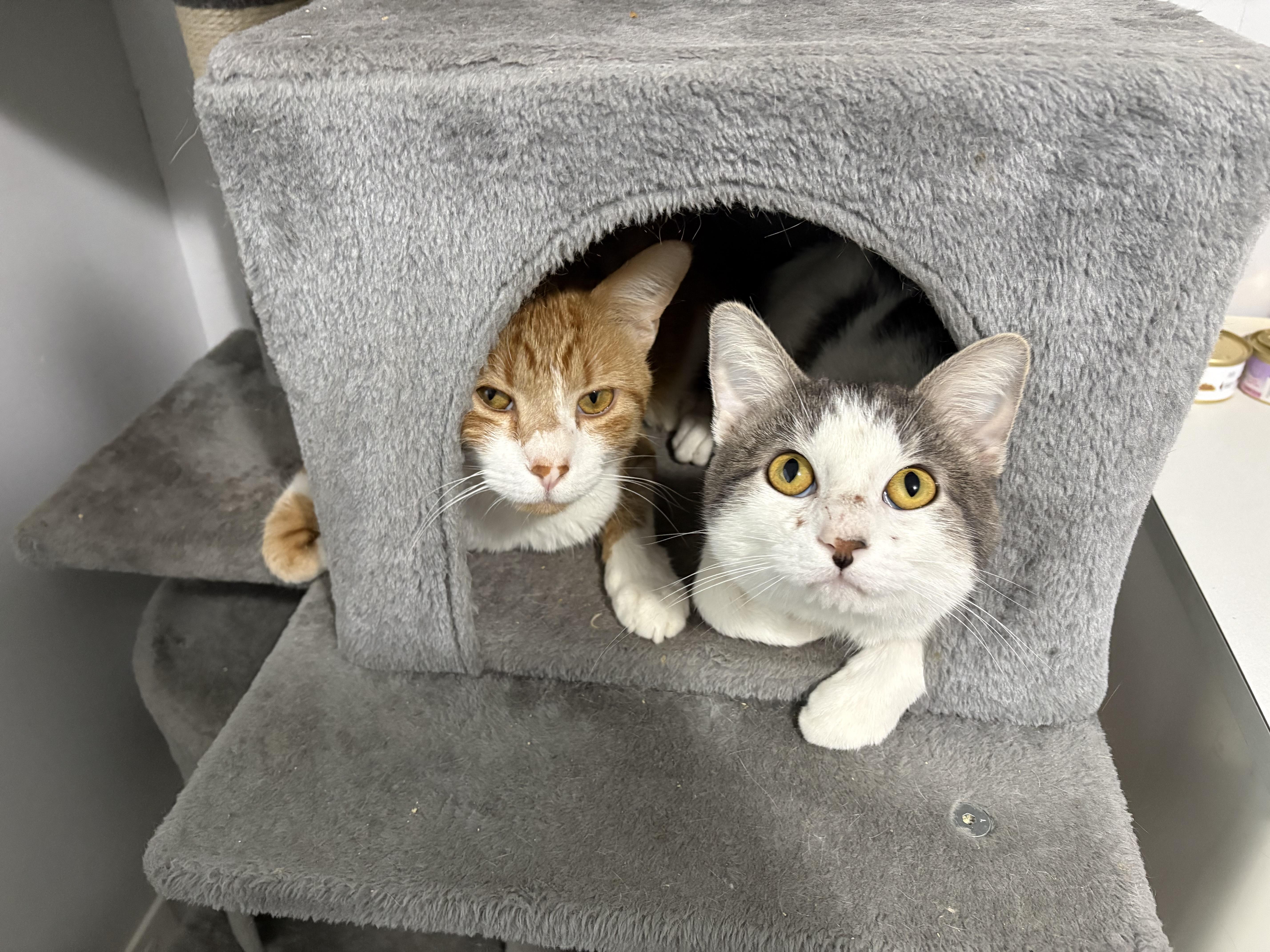 Enlarge Barry, a Adoptable American Shorthair in Wadsworth, IL image 6/6