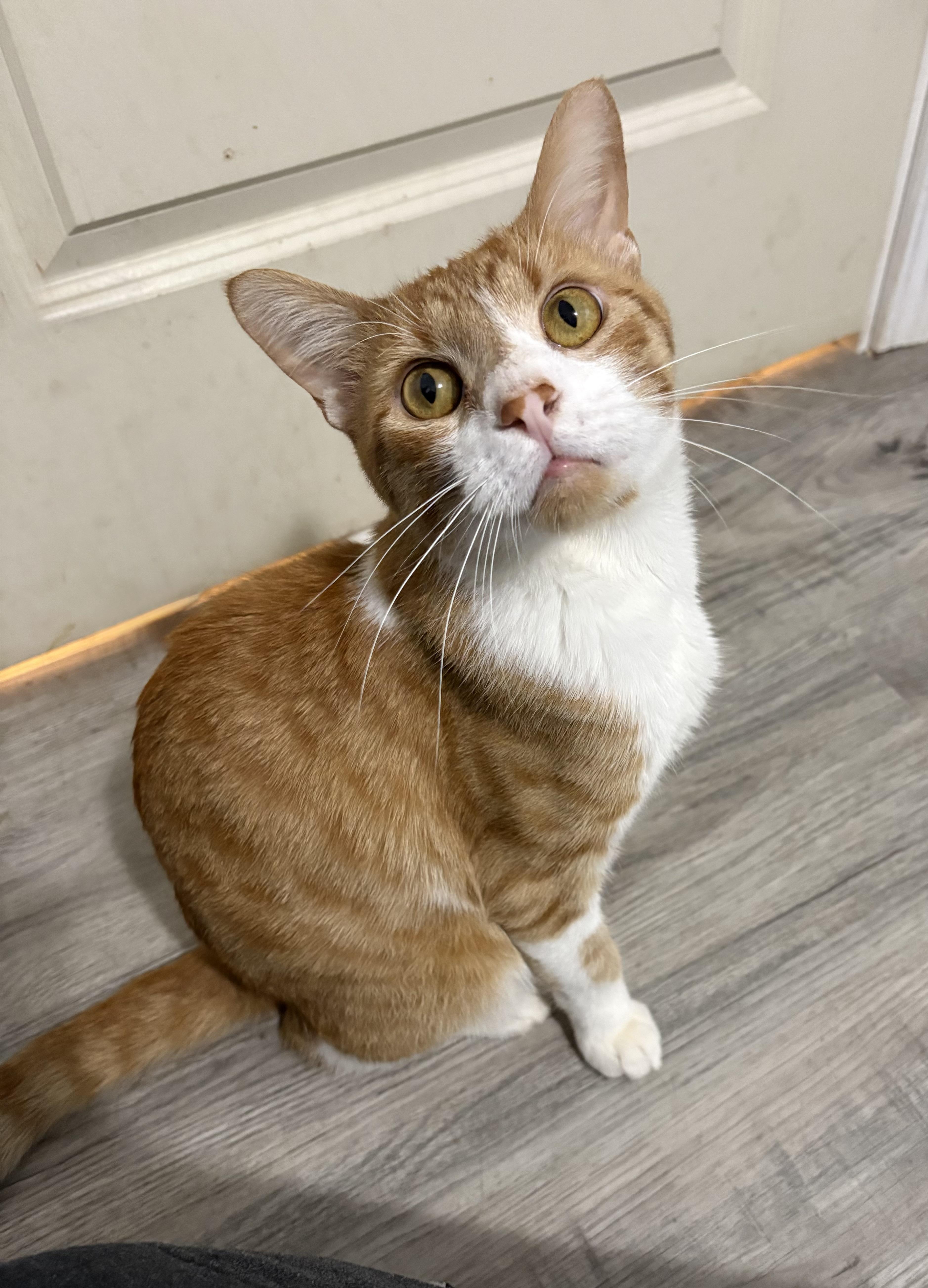 Enlarge Barry, a Adoptable American Shorthair in Wadsworth, IL image 1/6