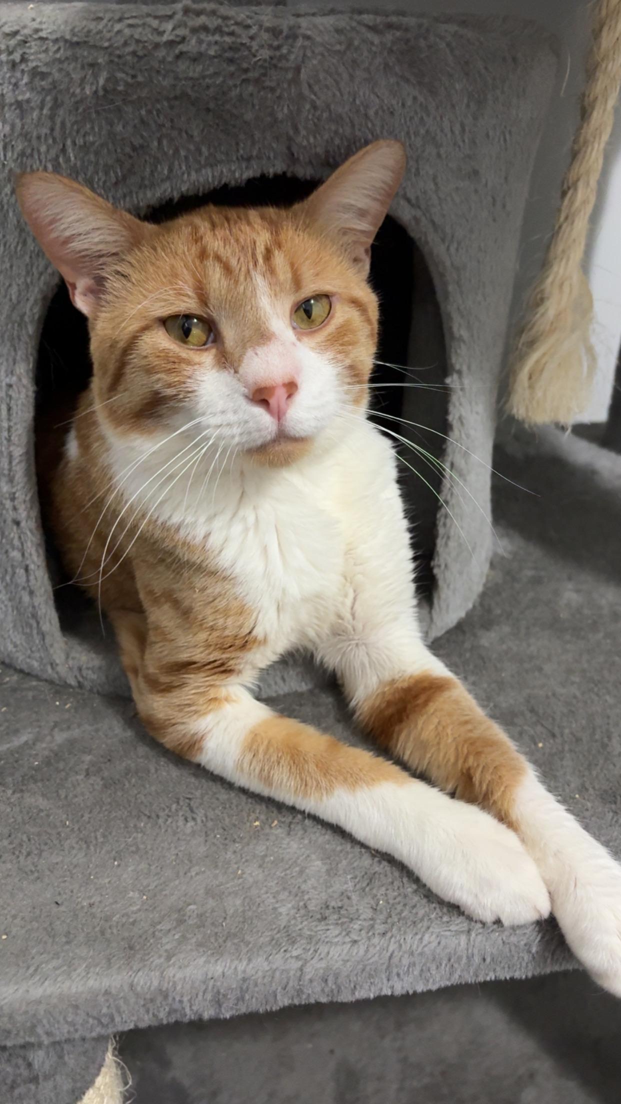 Enlarge Barry, a Adoptable American Shorthair in Wadsworth, IL image 2/6