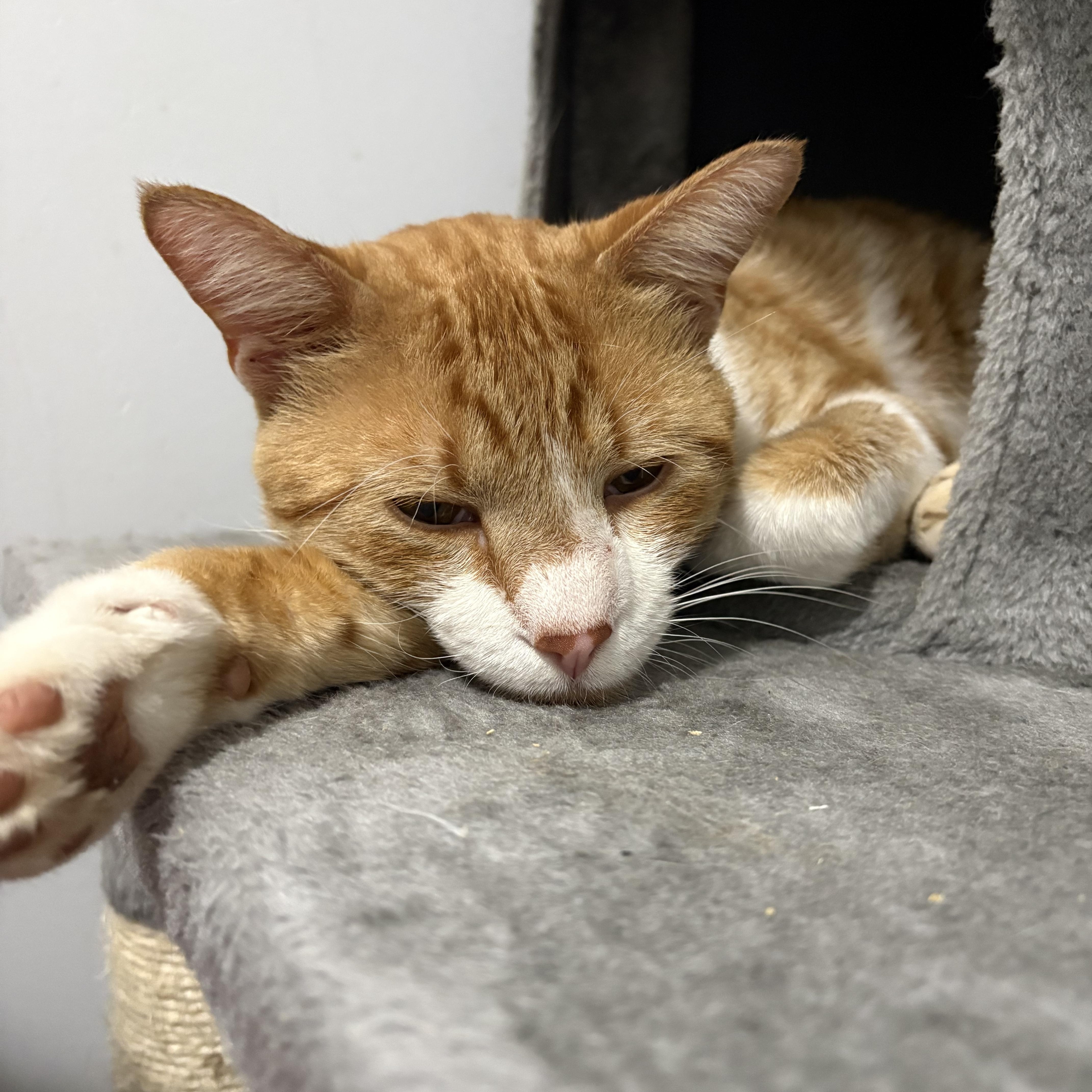 Enlarge Barry, a Adoptable American Shorthair in Wadsworth, IL image 4/6