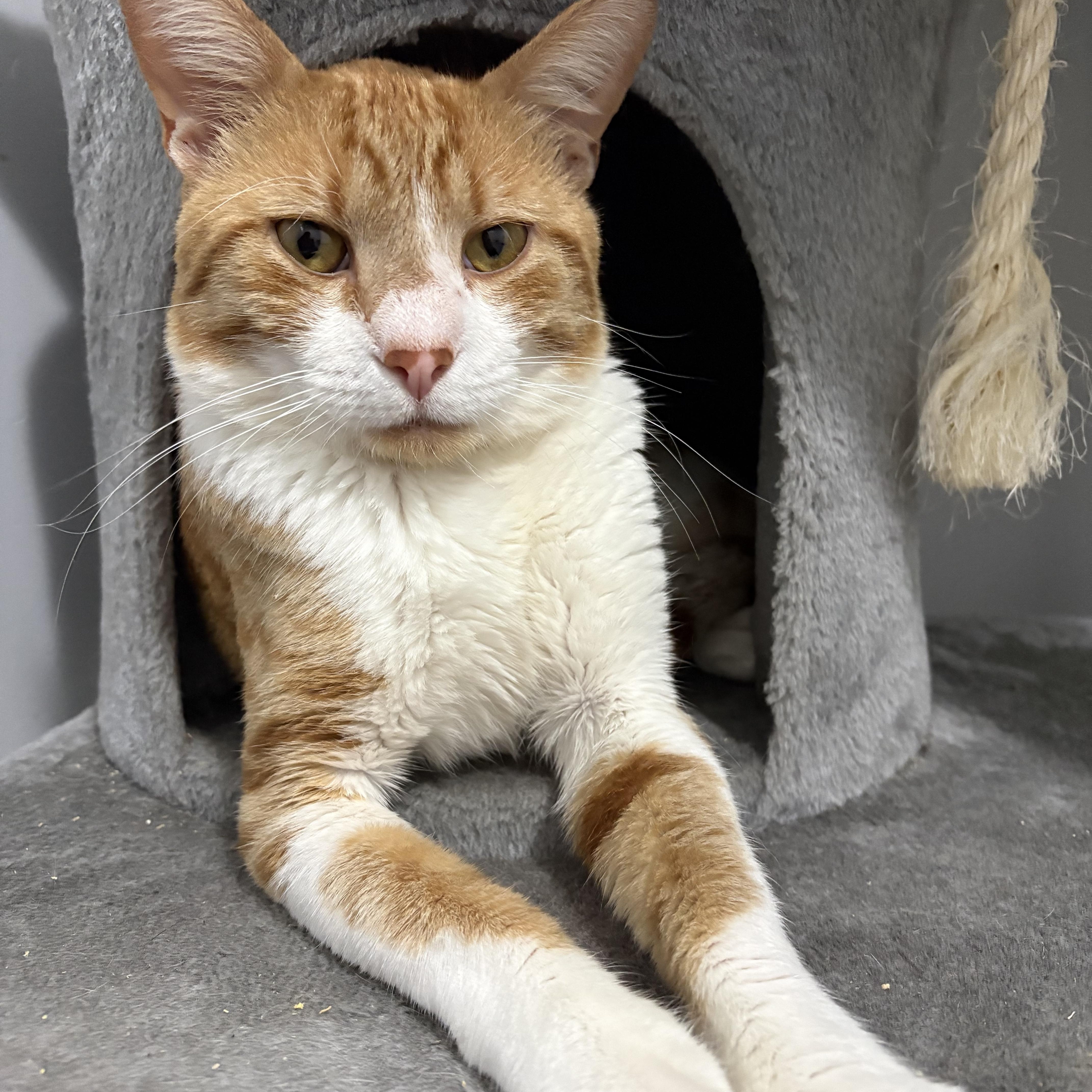 Enlarge Barry, a Adoptable American Shorthair in Wadsworth, IL image 3/6