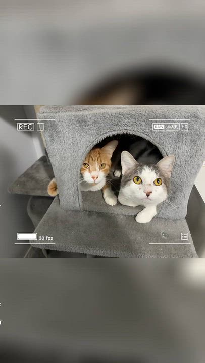 Enlarge Barry, a Adoptable American Shorthair in Wadsworth, IL video 5/6