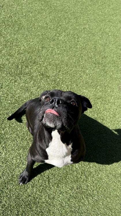 Elvira, Adoptable, Adult Female English Bulldog & Pit Bull Terrier.