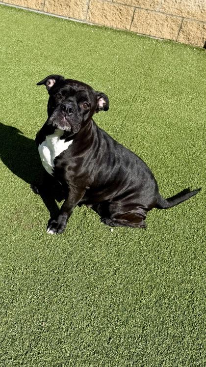 Enlarge Elvira, a Adoptable mixed breed in Independence, MO image 1/2