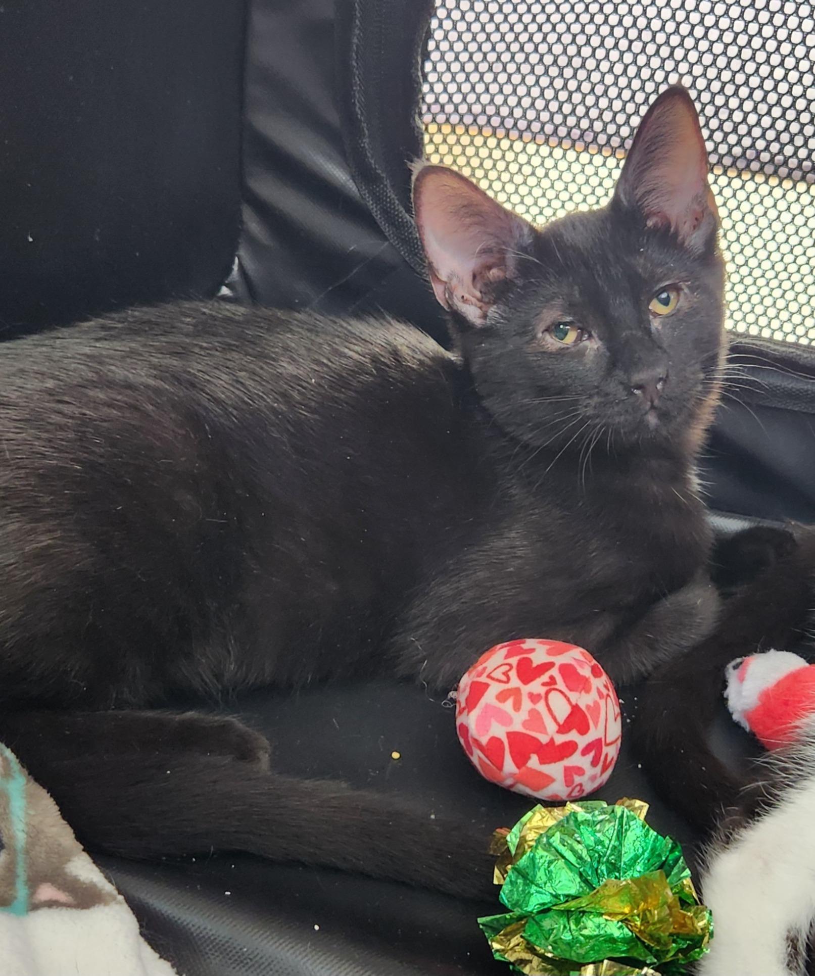 Bubbles, ADOPTABLE, Kitten Female Domestic Short Hair.