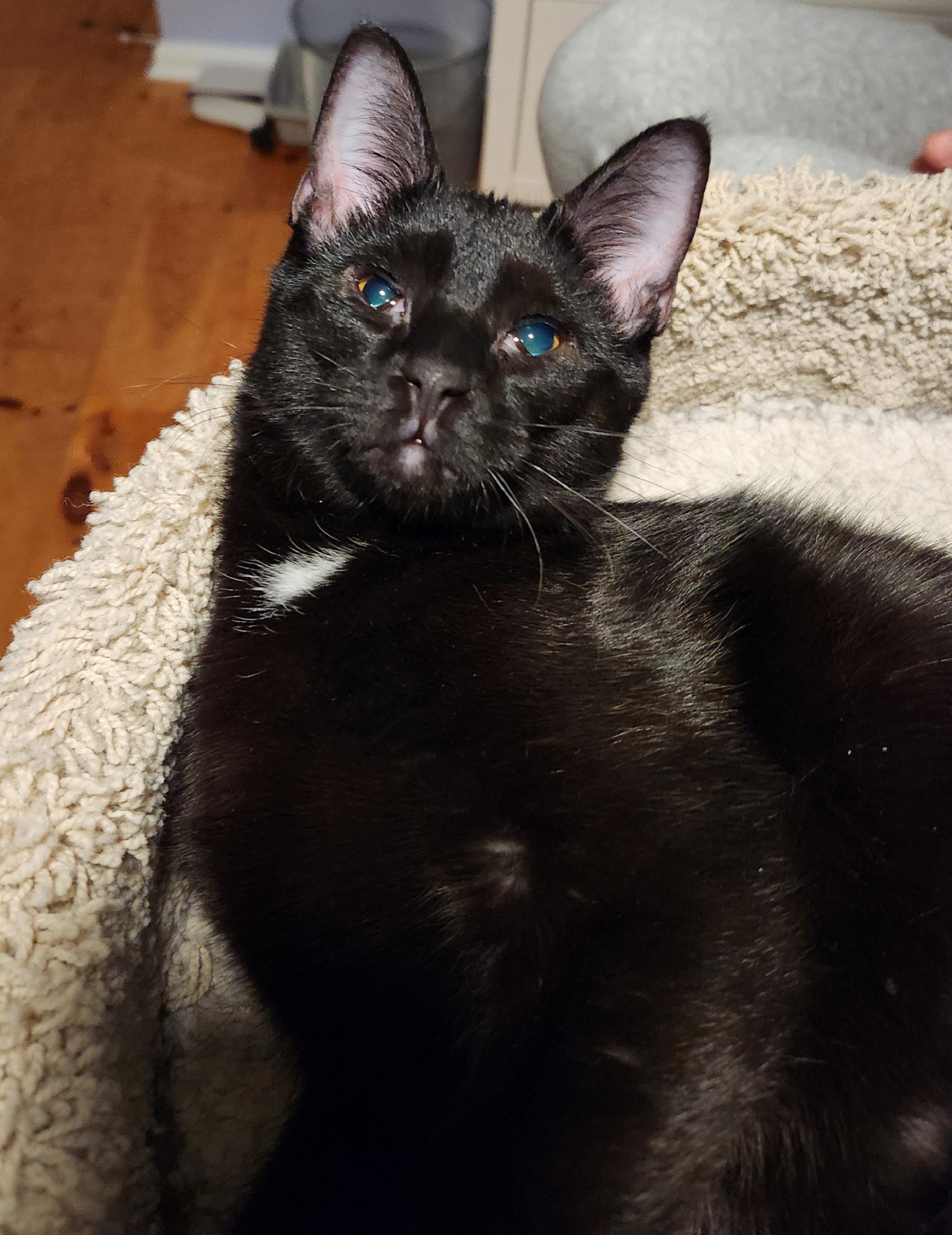 Enlarge Bubbles, a ADOPTABLE mixed breed in Mayfield, NY image 2/4