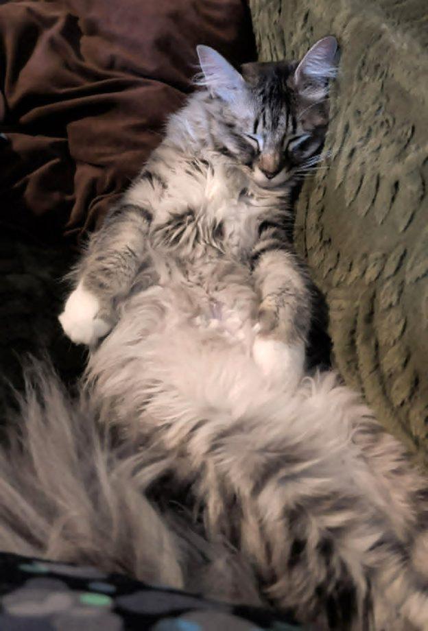 Macademia, ADOPTABLE, Young Female Domestic Long Hair.