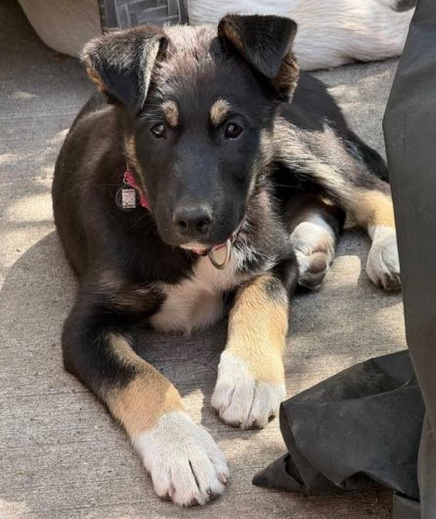 Nugget, ADOPTABLE, Young Female Shepherd & Husky.