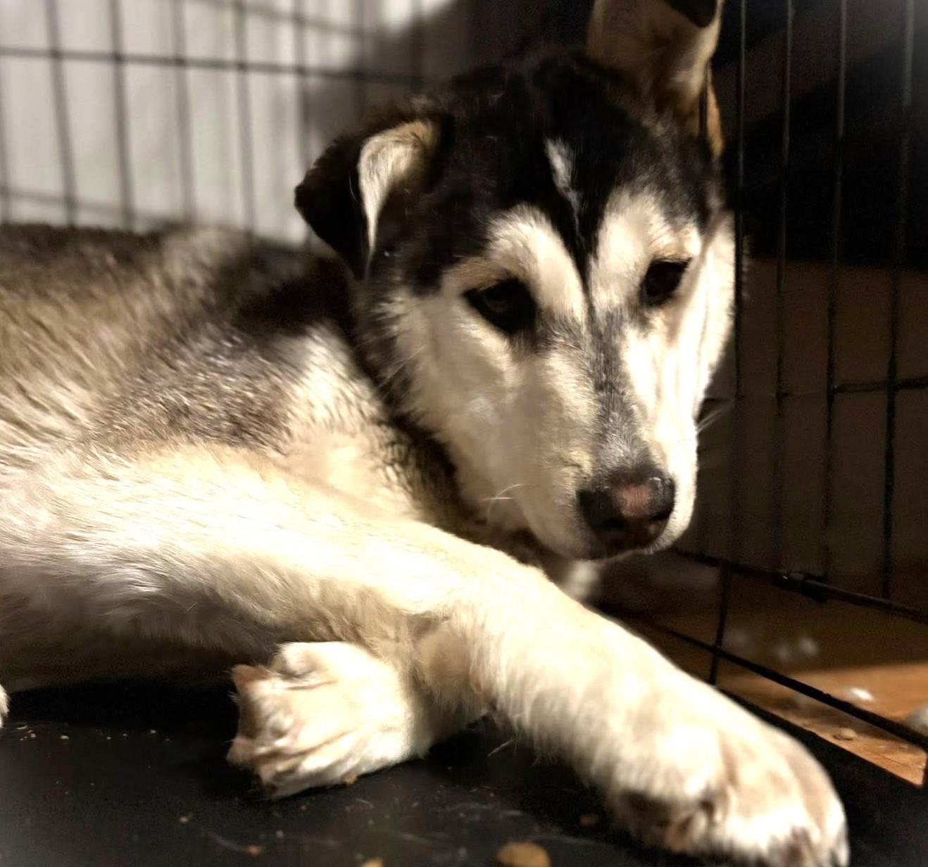 Enlarge Nugget, a ADOPTABLE mixed breed in Calgary, AB image 5/6