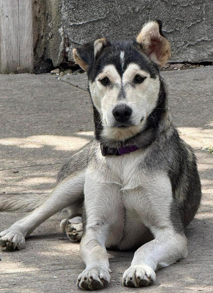 Enlarge Nugget, a ADOPTABLE mixed breed in Calgary, AB image 6/6