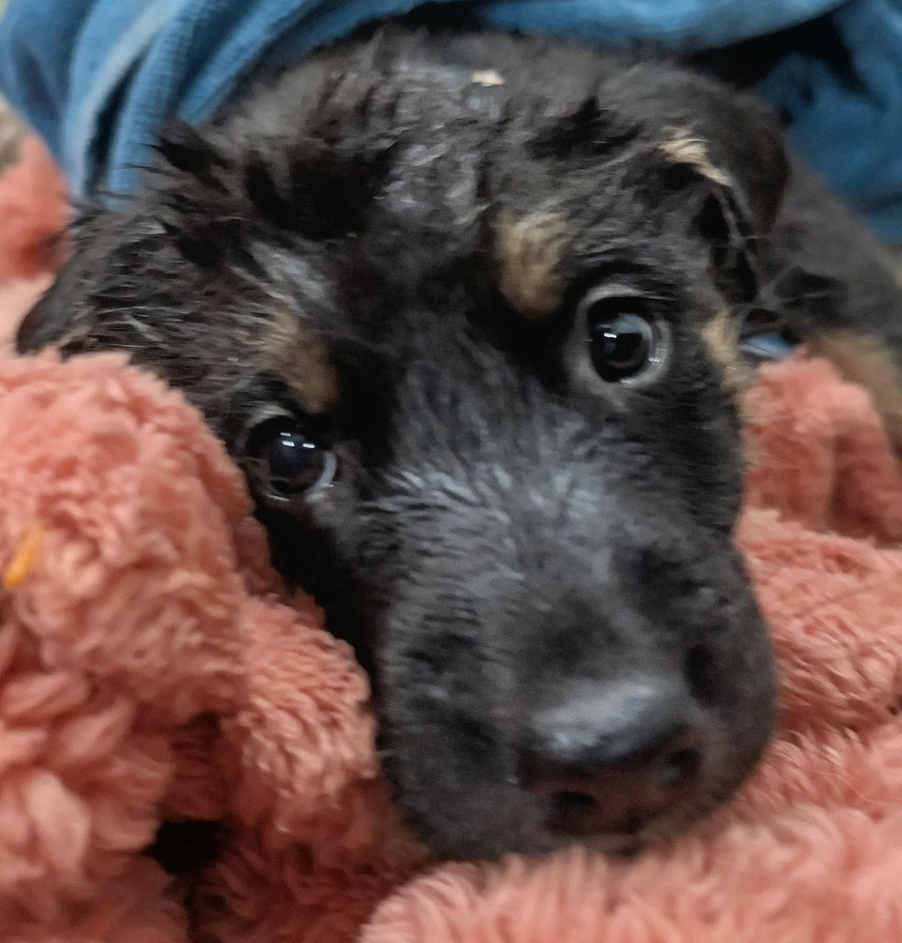 Enlarge Nugget, a ADOPTABLE mixed breed in Calgary, AB image 4/6