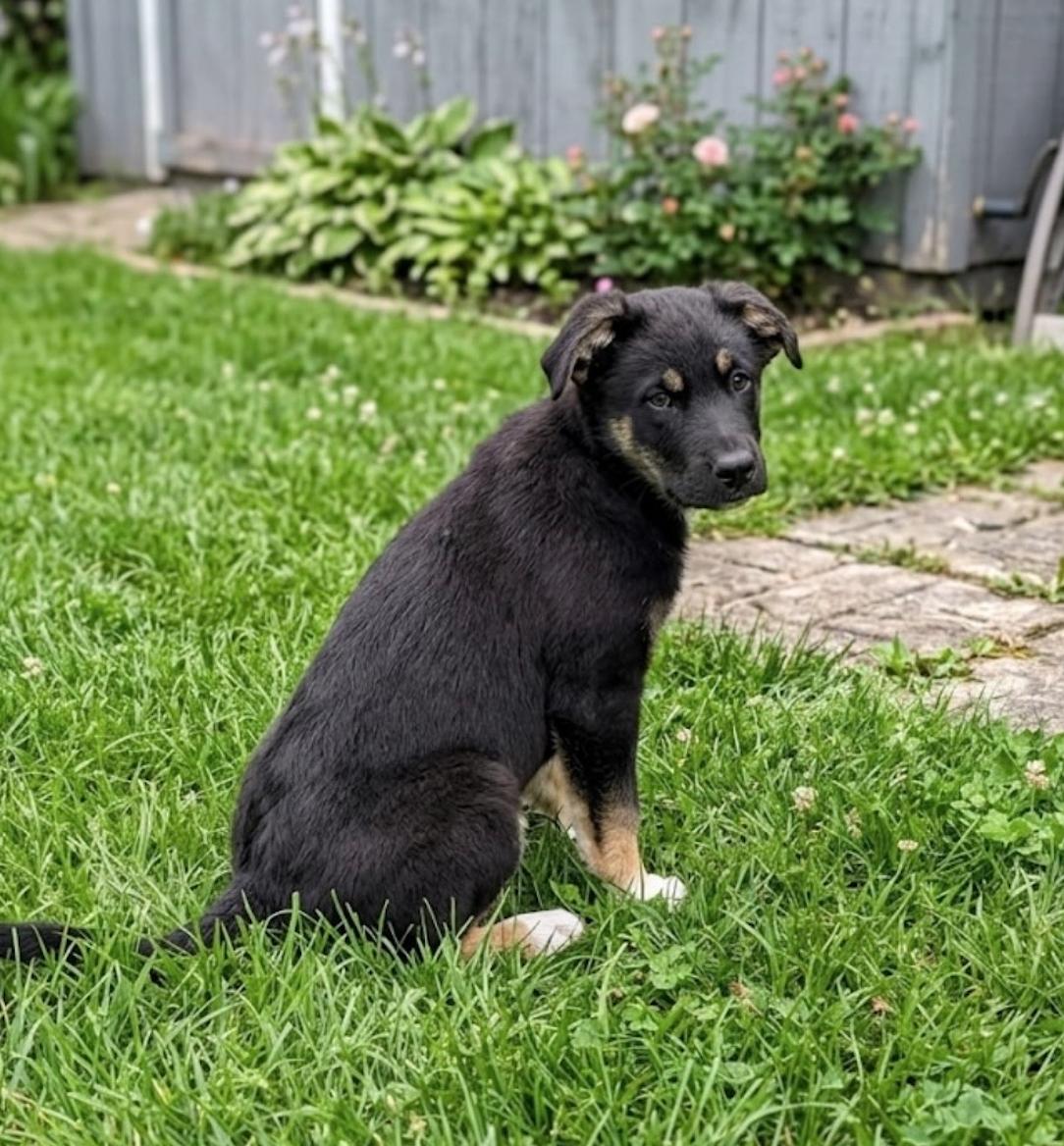 Enlarge Nugget, a ADOPTABLE mixed breed in Calgary, AB image 2/6