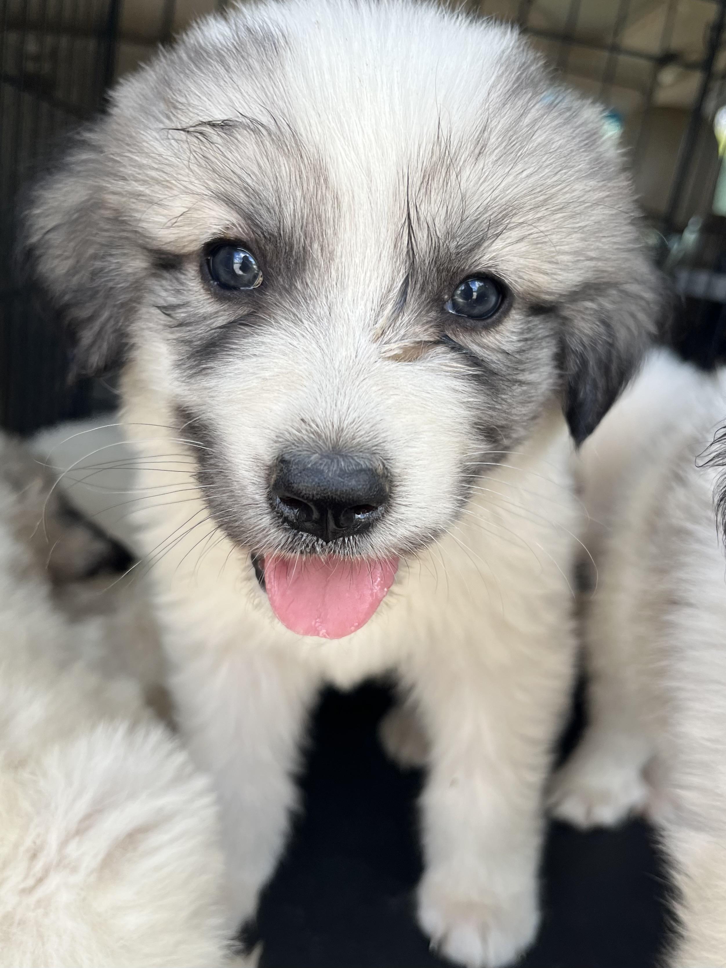 Enlarge Papaya , an adopted Great Pyrenees in Barnwell , SC image 4/6