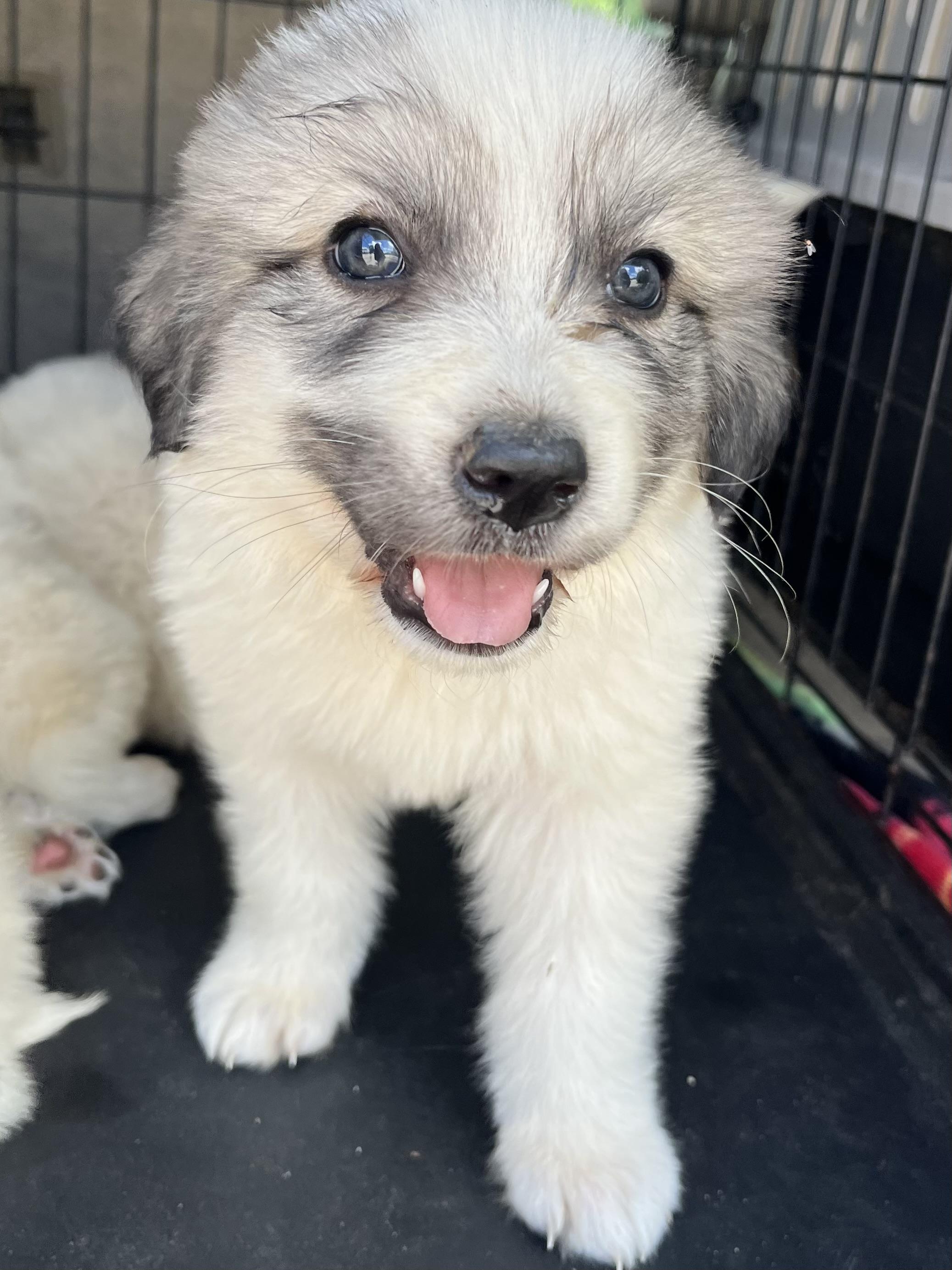 Enlarge Papaya , an adopted Great Pyrenees in Barnwell , SC image 5/6