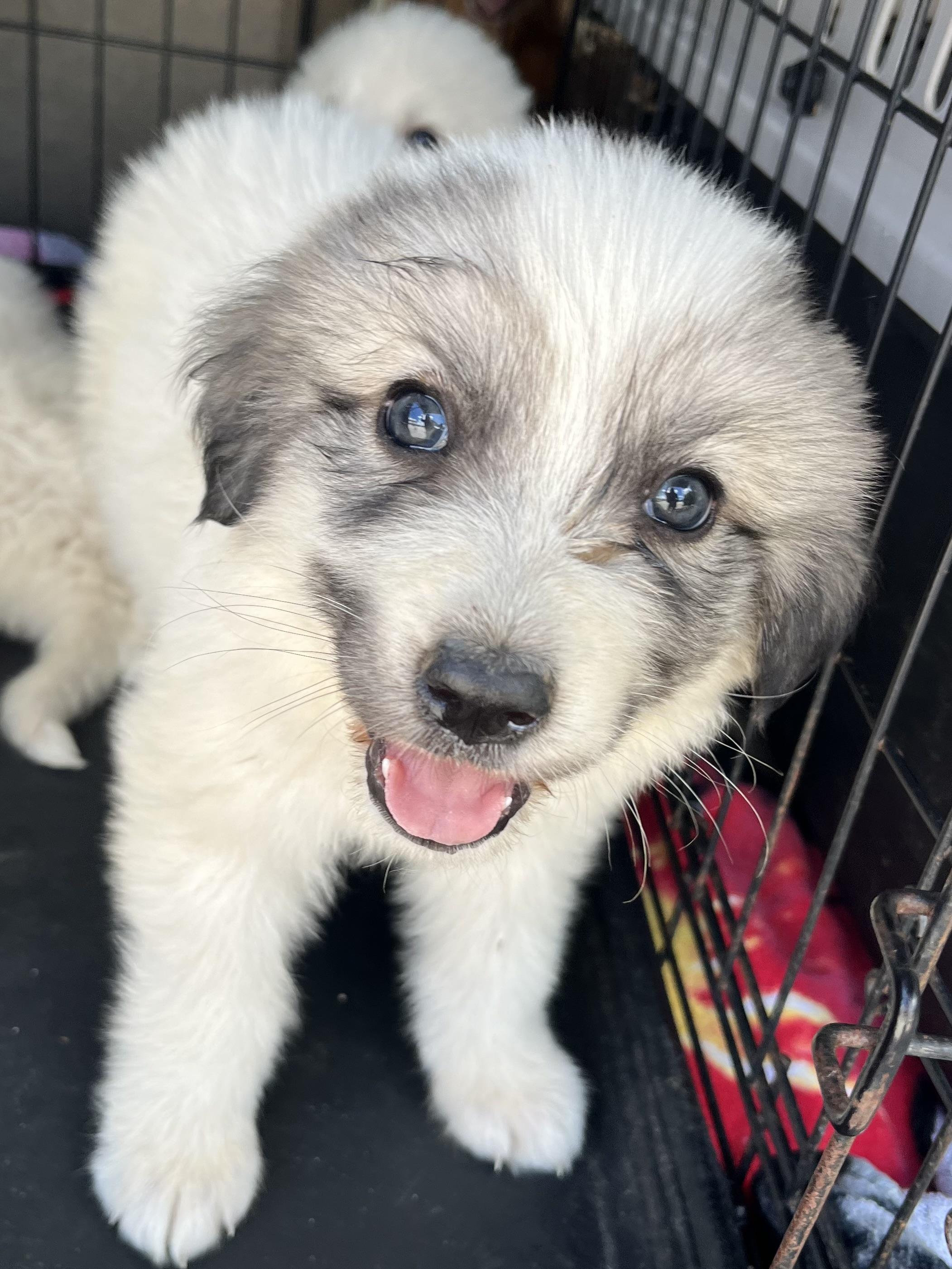 Enlarge Papaya , an adopted Great Pyrenees in Barnwell , SC image 2/6