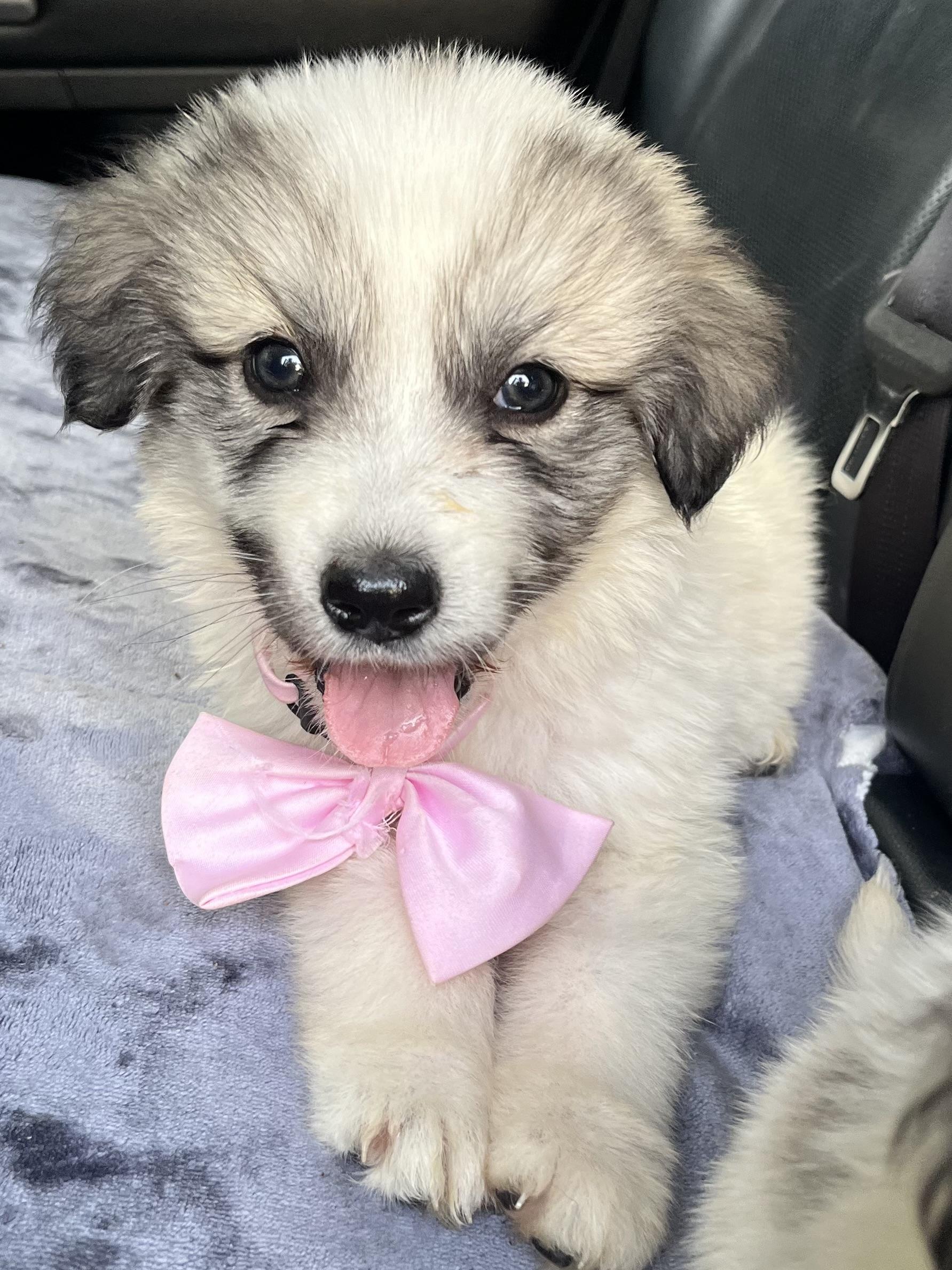 Enlarge Papaya , an adopted Great Pyrenees in Barnwell , SC image 6/6