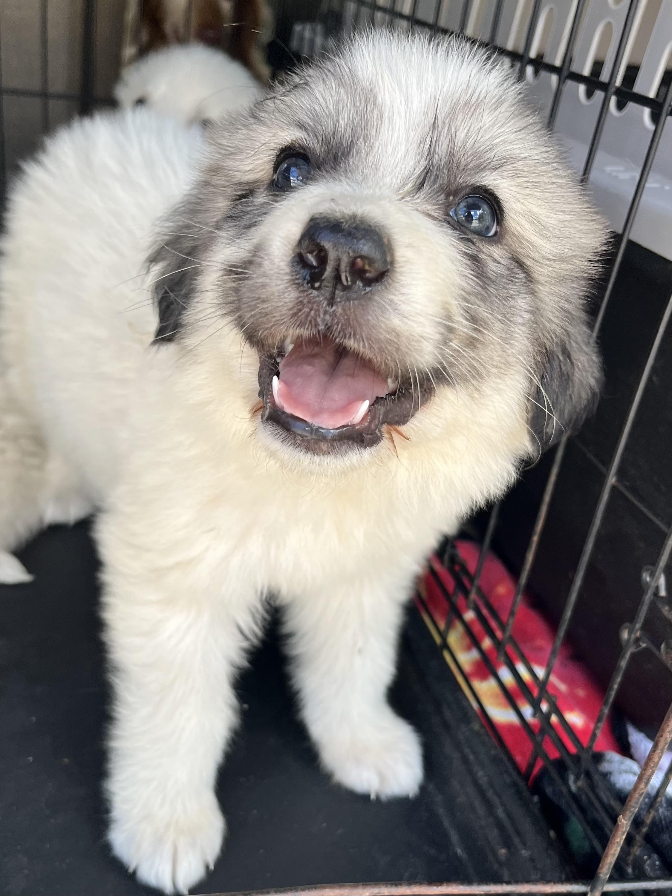 Enlarge Papaya , an adopted Great Pyrenees in Barnwell , SC image 3/6