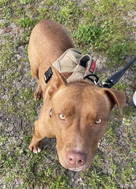 MAOMAO, Adoptable, Adult Male Pit Bull Terrier.