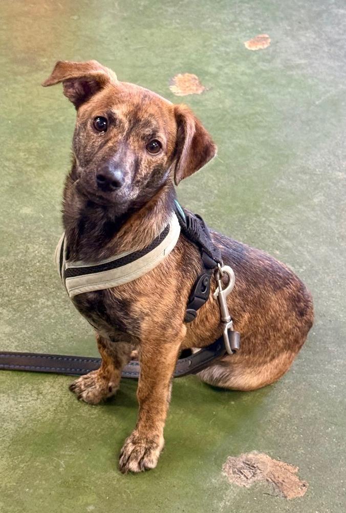 Enlarge Little one, a Adoptable mixed breed in Anderson, CA image 1/3