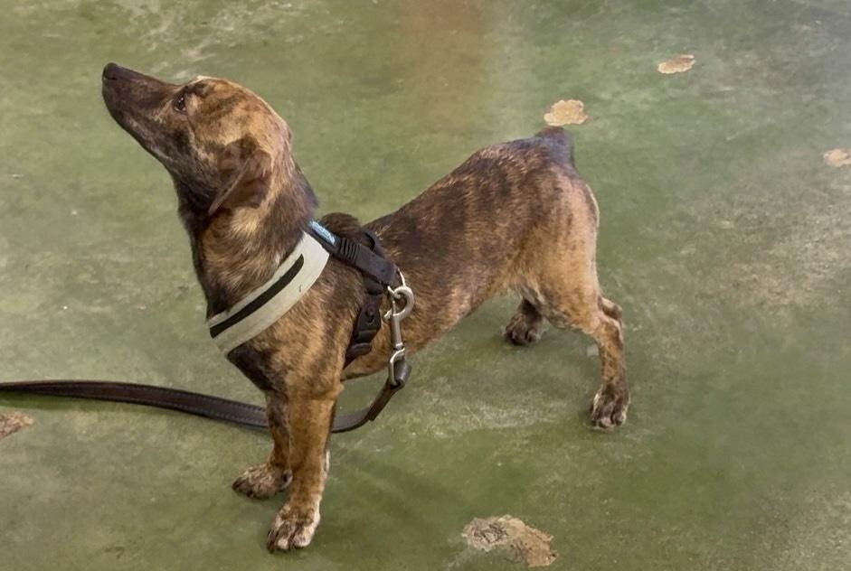 Enlarge Little one, a Adoptable mixed breed in Anderson, CA image 2/3