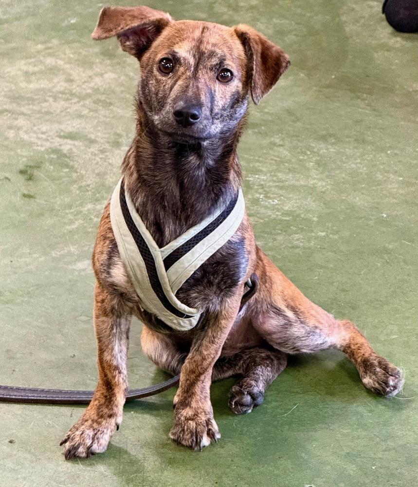 Enlarge Little one, a Adoptable mixed breed in Anderson, CA image 3/3