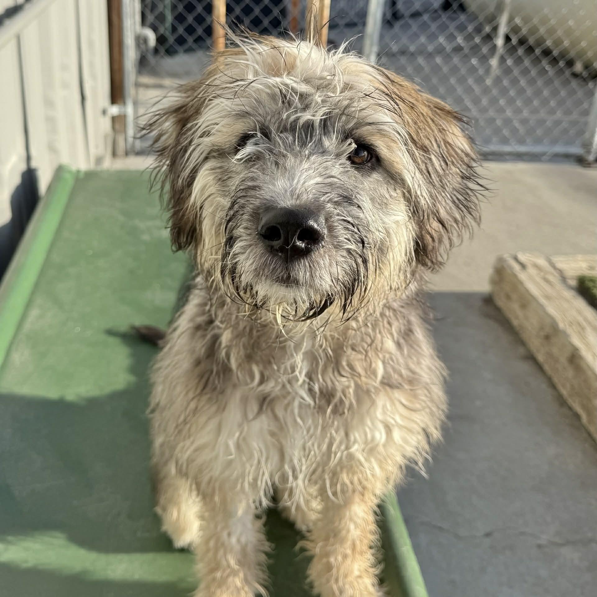 Enlarge Sierra, an adopted mixed breed in Boulder, CO image 5/6