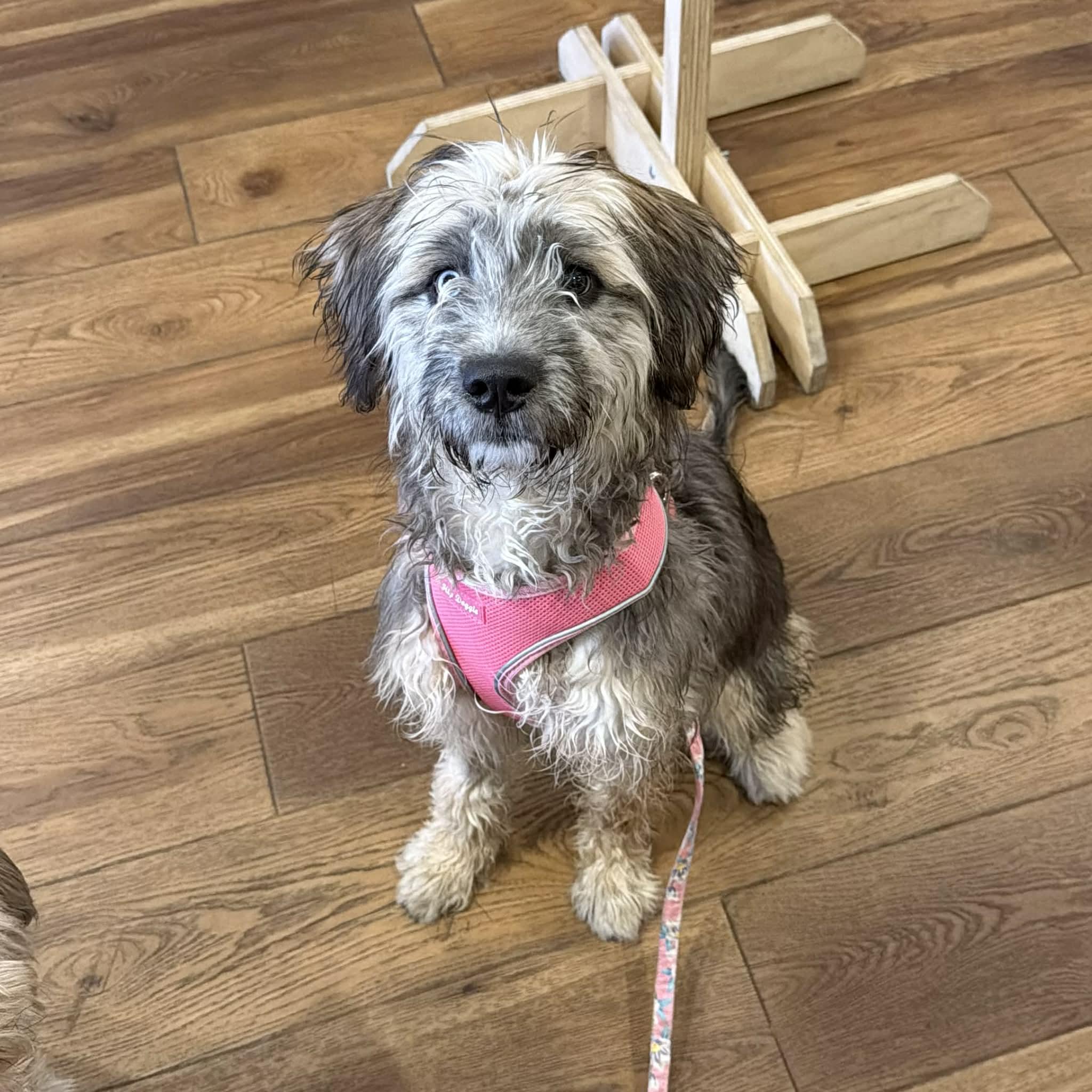 Sierra, adopted, Puppy Female Wheaten Terrier & Poodle.