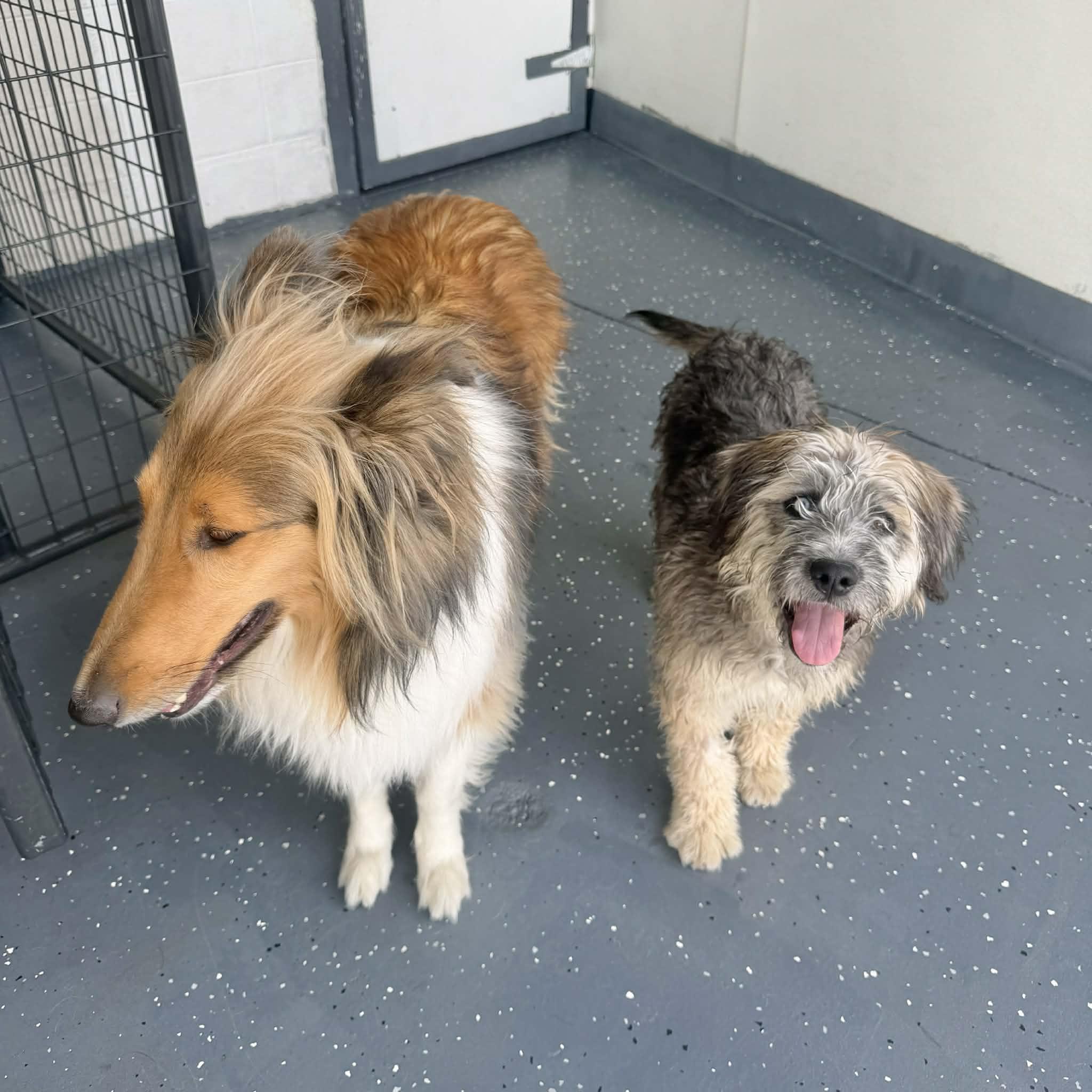 Enlarge Sierra, an adopted mixed breed in Boulder, CO image 3/6