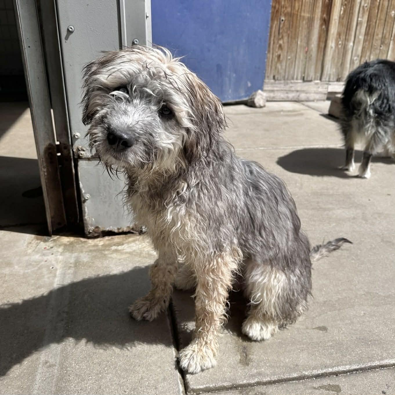 Sierra, ADOPTABLE, Puppy Female Wheaten Terrier & Poodle.