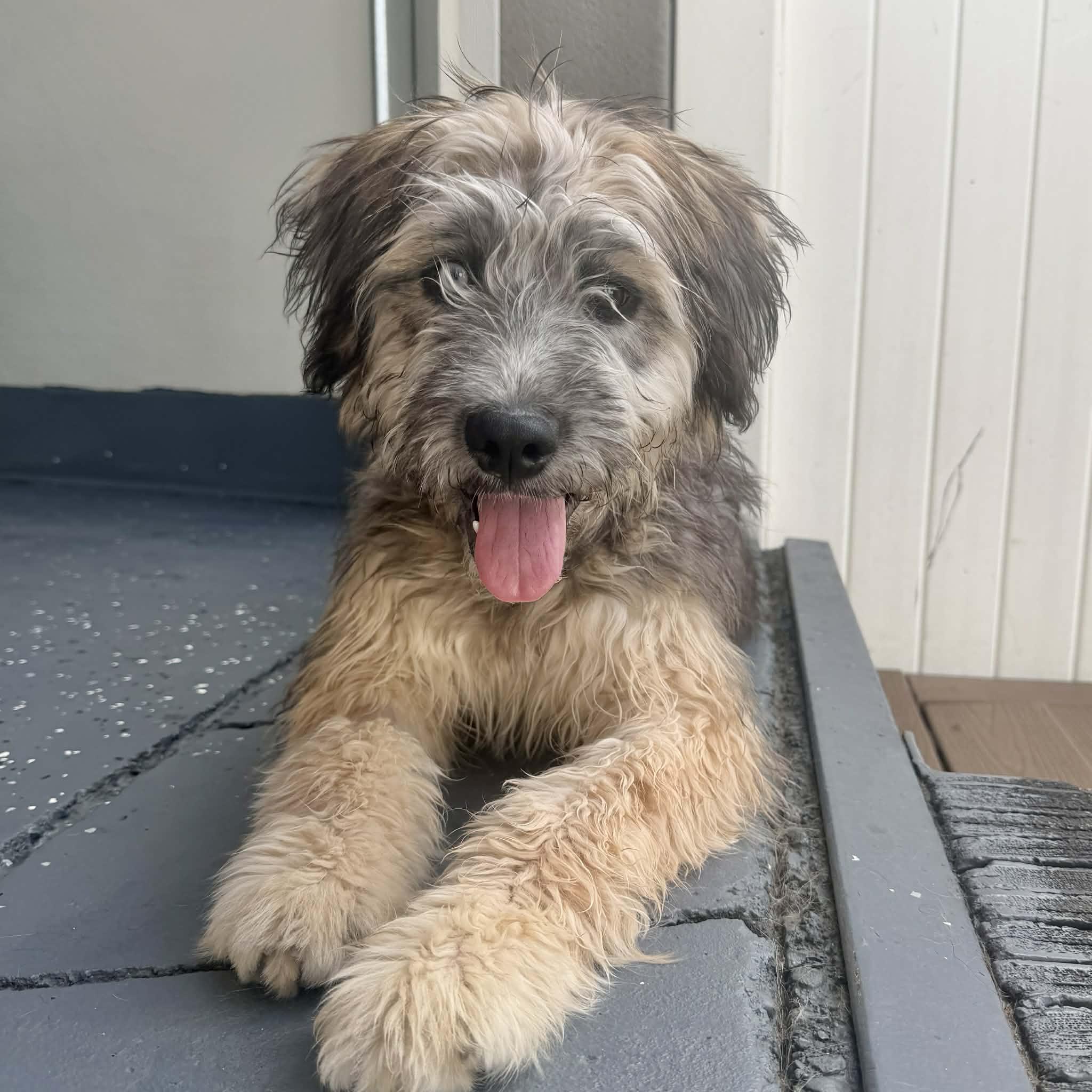 Enlarge Sierra, an adopted mixed breed in Boulder, CO image 6/6