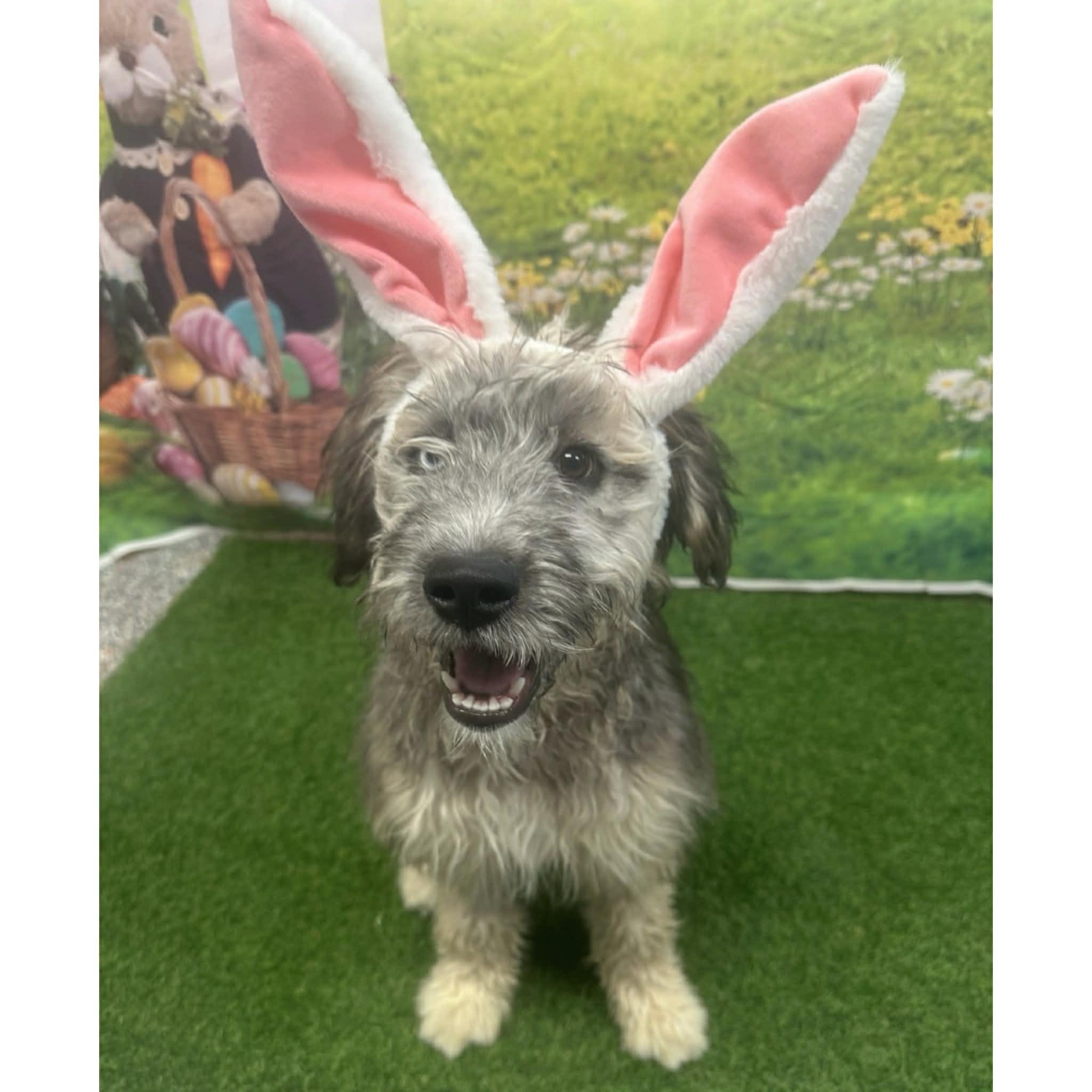 Enlarge Sierra, an adopted mixed breed in Boulder, CO image 2/6