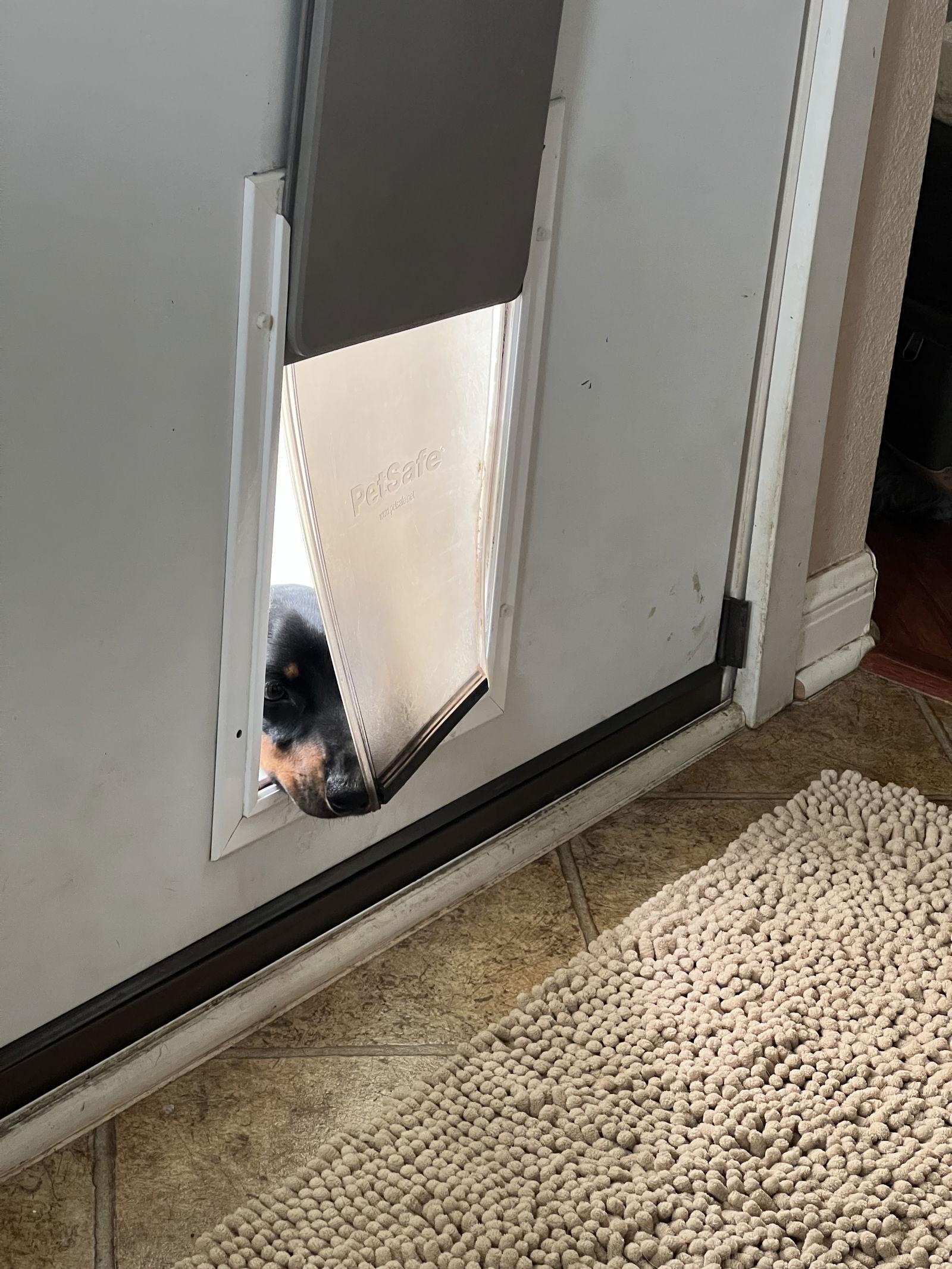 Enlarge Chase, a Adopted Dachshund in Pearland, TX image 1/1