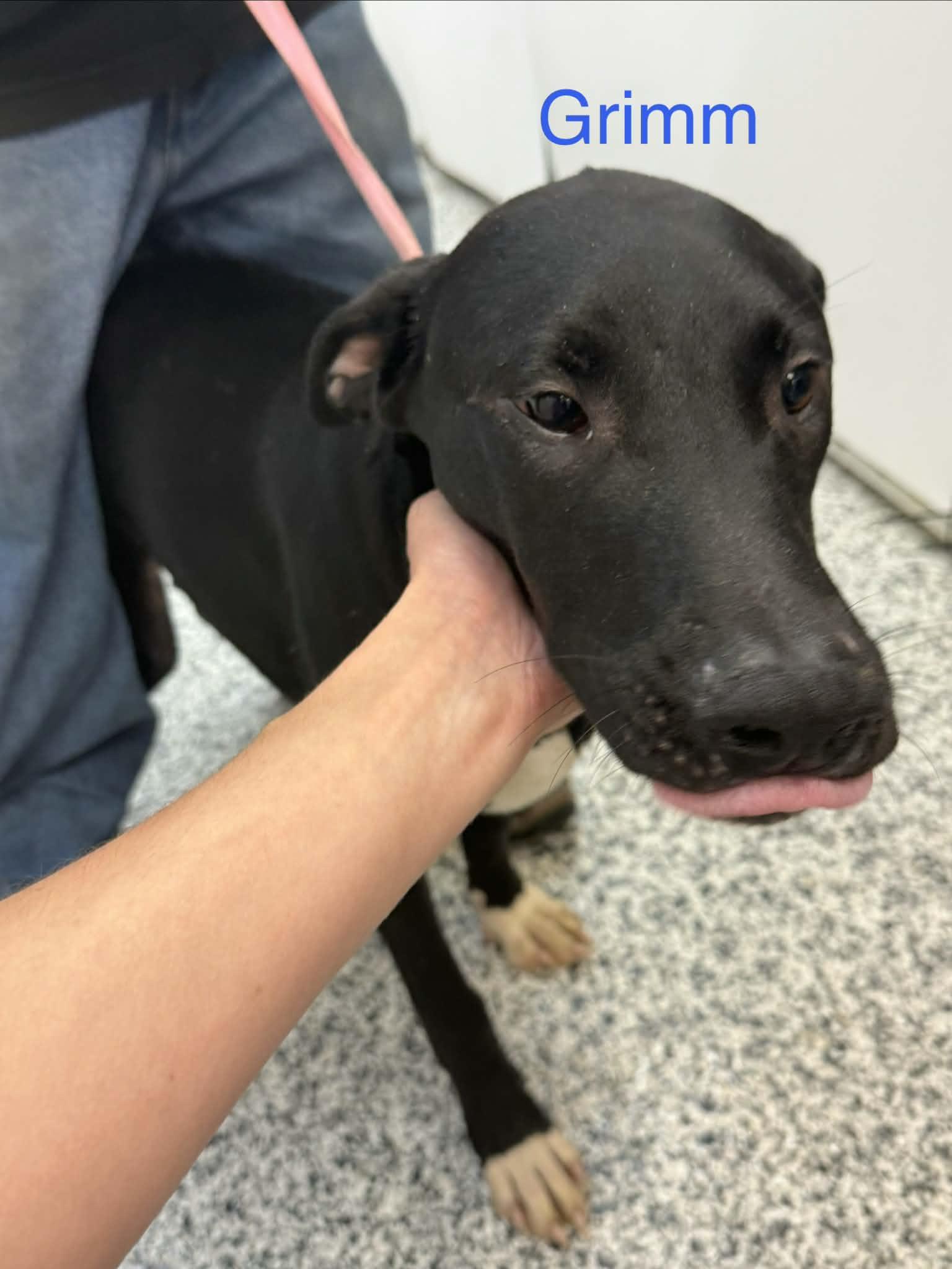 Grimm, Adoptable, Adult Male Pointer.