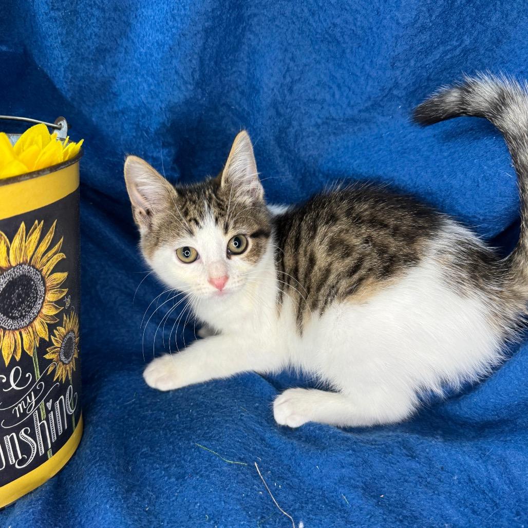 Charlie, Adoptable, Kitten Male Norwegian Forest Cat & Domestic Short Hair.