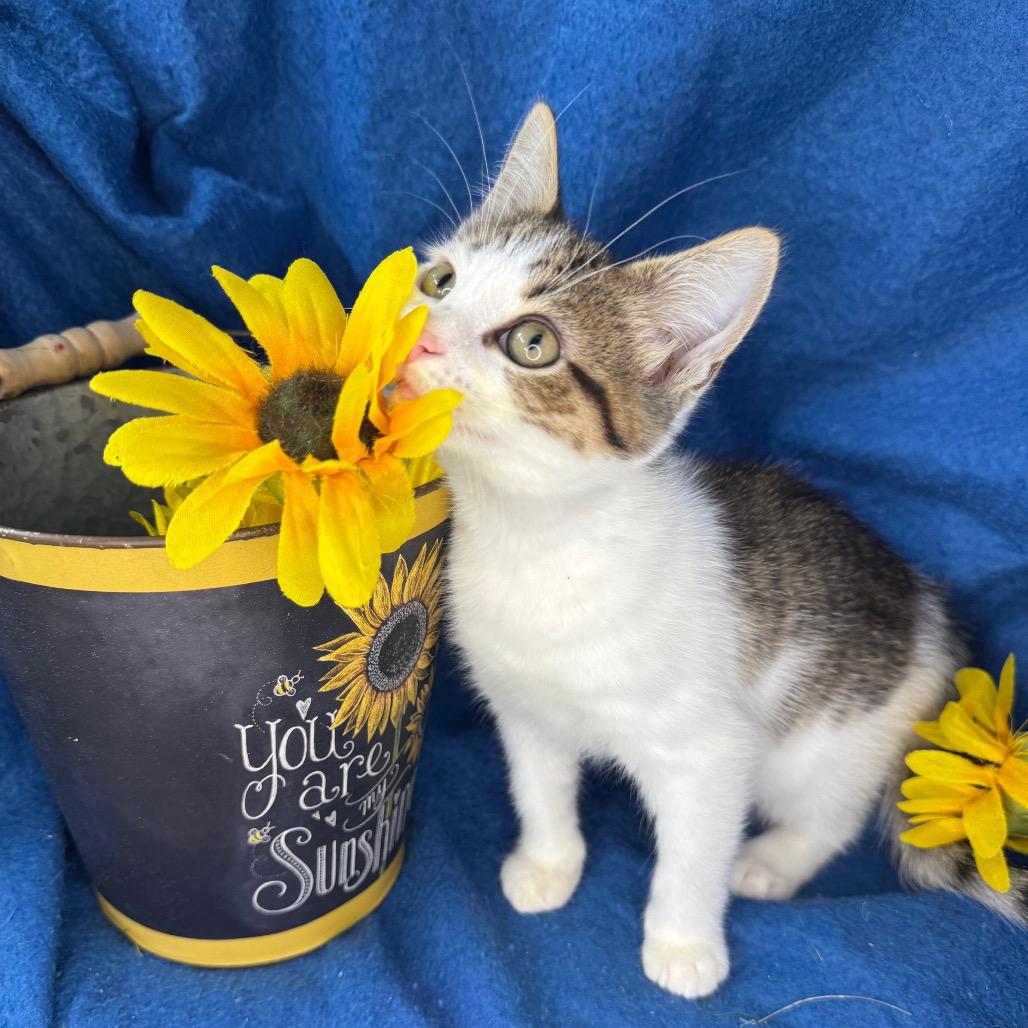 Enlarge Charlie, a Adoptable mixed breed in Mount Vernon, IL image 3/6