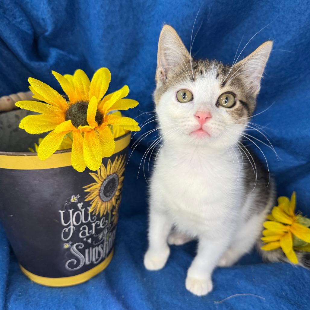 Enlarge Charlie, a Adoptable mixed breed in Mount Vernon, IL image 5/6