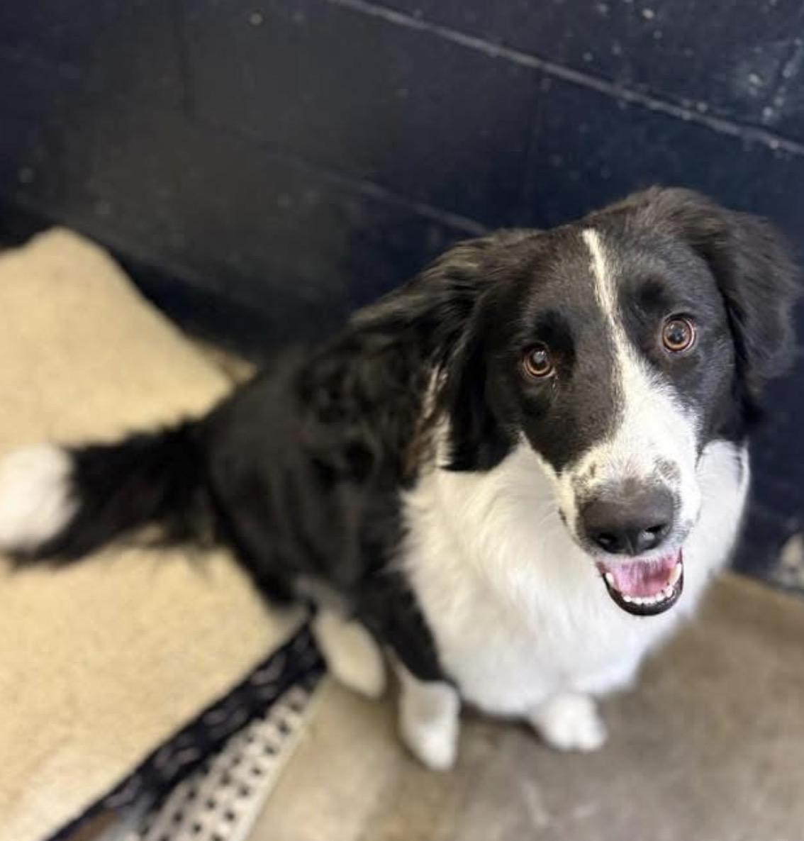 Enlarge Ruger, a ADOPTABLE mixed breed in Junction City, KY image 3/3